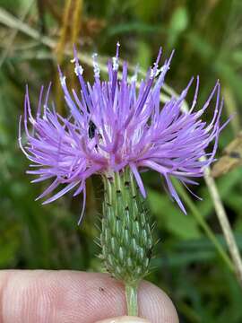 Image of Virginia Thistle