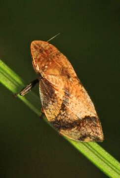 Image of Diamondback Spittlebug