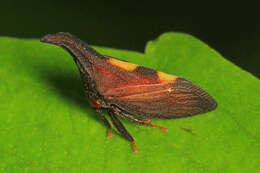 Image of Two-marked Treehopper