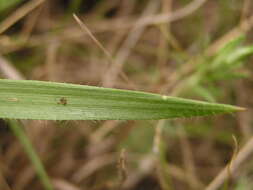 Image of Black-seed grass