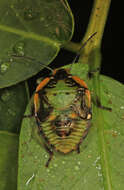 Image of Green stink bug