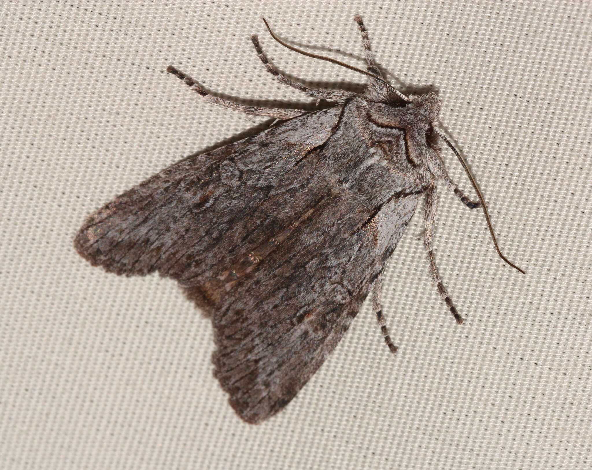 Image of Large Grey Pinion, Green Fruitworm