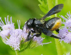 Image of Carpenter-mimic Leaf-cutter Bee