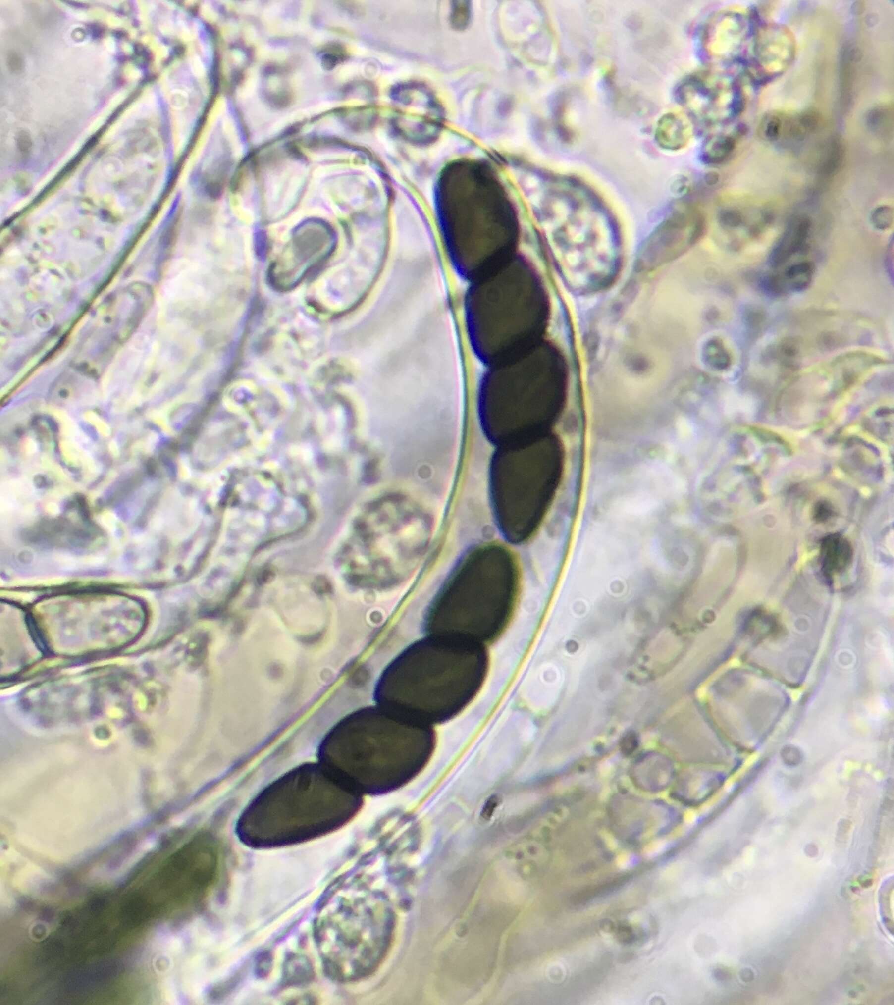 Image of Sporormiella muskokensis (Cain) S. I. Ahmed & Cain 1972