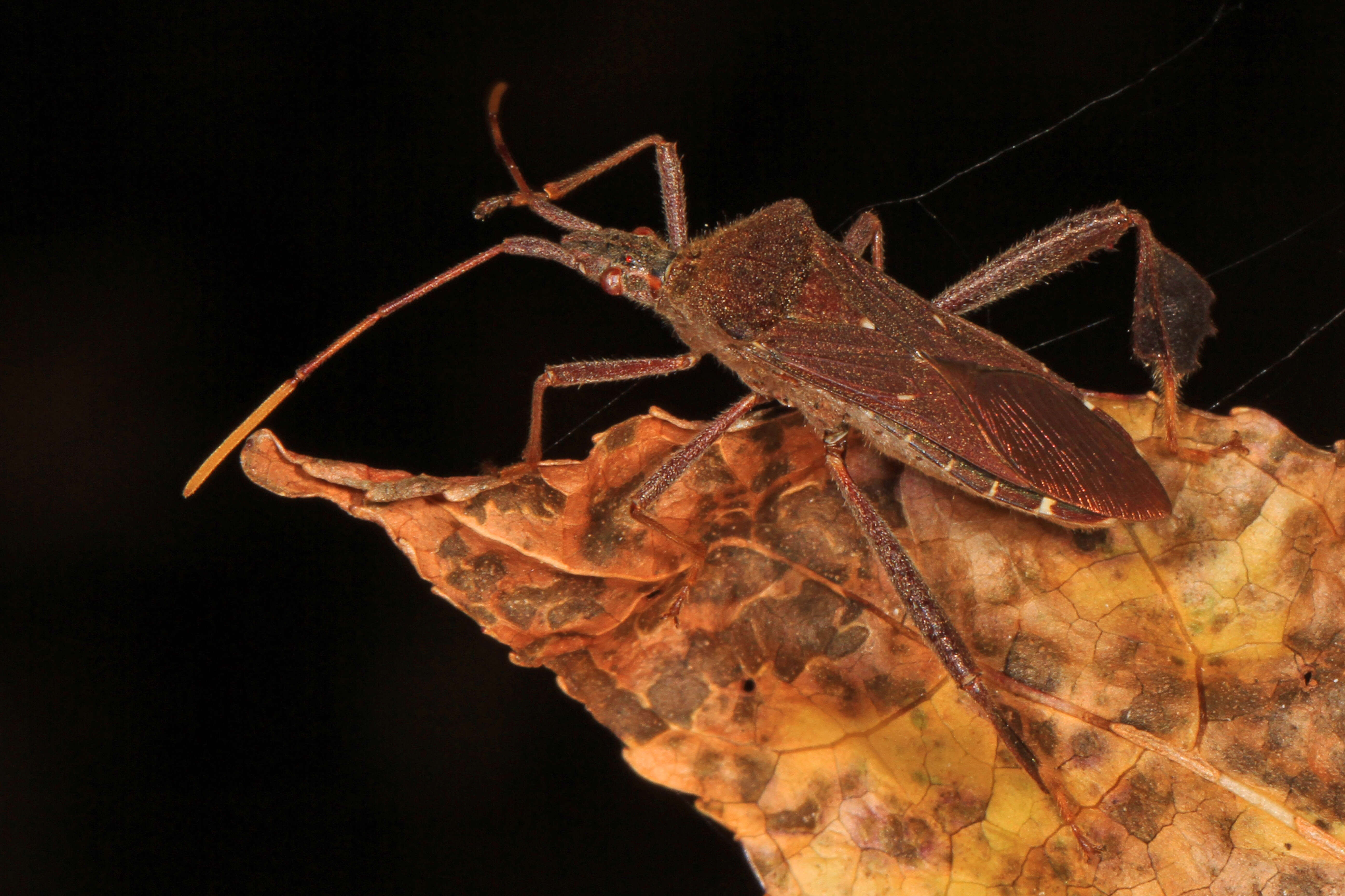 Image of Leptoglossus oppositus (Say 1832)