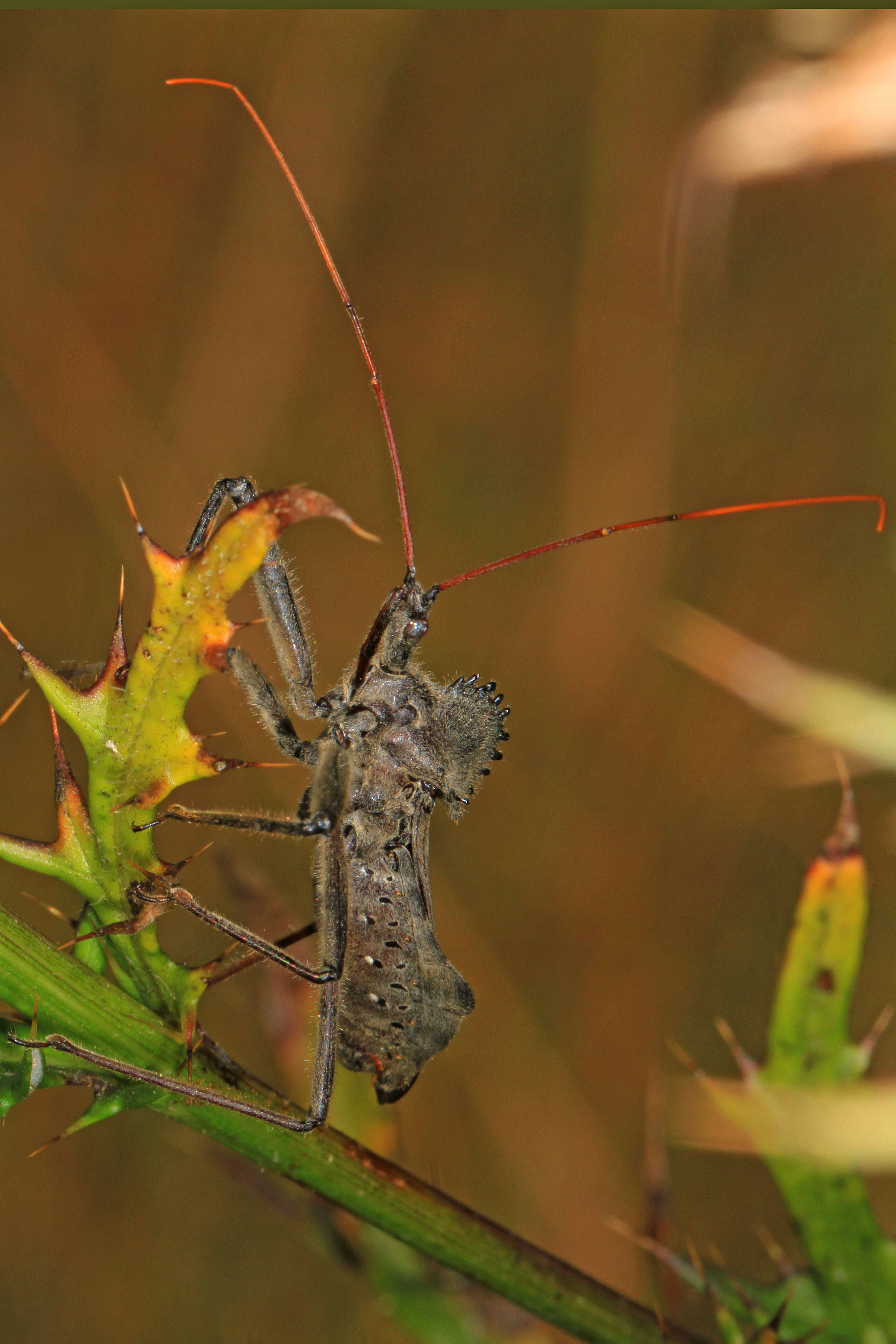 Image of Wheel Bug