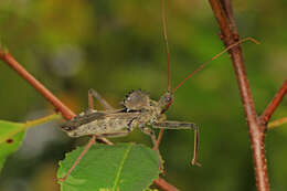 Plancia ëd Arilus cristatus (Linnaeus 1763)