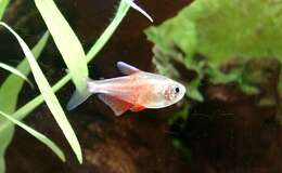 Image of Flame tetra