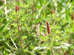 Imagem de Acalypha radians Torr.