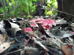 Image de Marasmius haematocephalus (Mont.) Fr. 1838