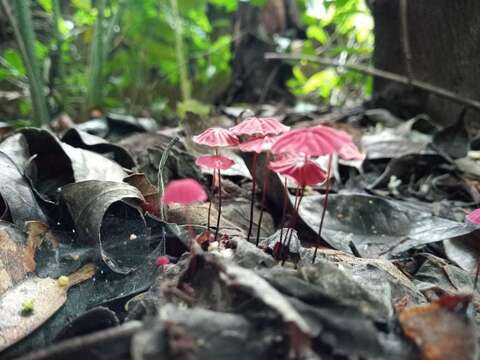 Image of Marasmius haematocephalus (Mont.) Fr. 1838