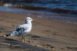 Image of Ring-billed Gull
