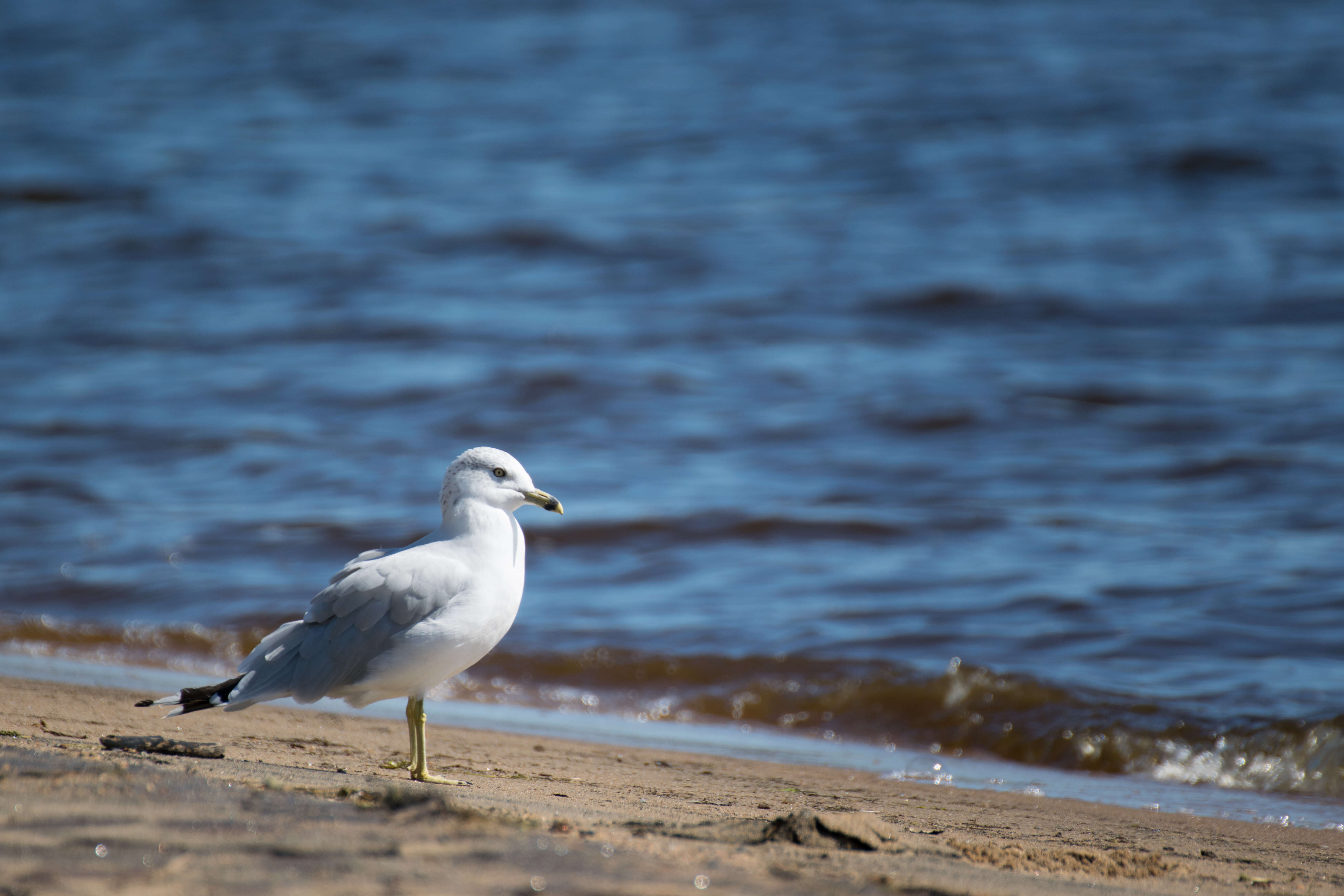 Image of Ring-billed Gull