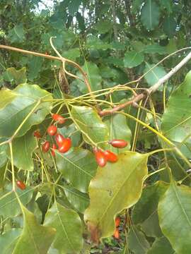 Image of Florida poisontree