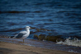 Image of Ring-billed Gull