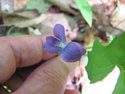 Image of Three-Lobe Violet