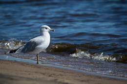 Image of Ring-billed Gull