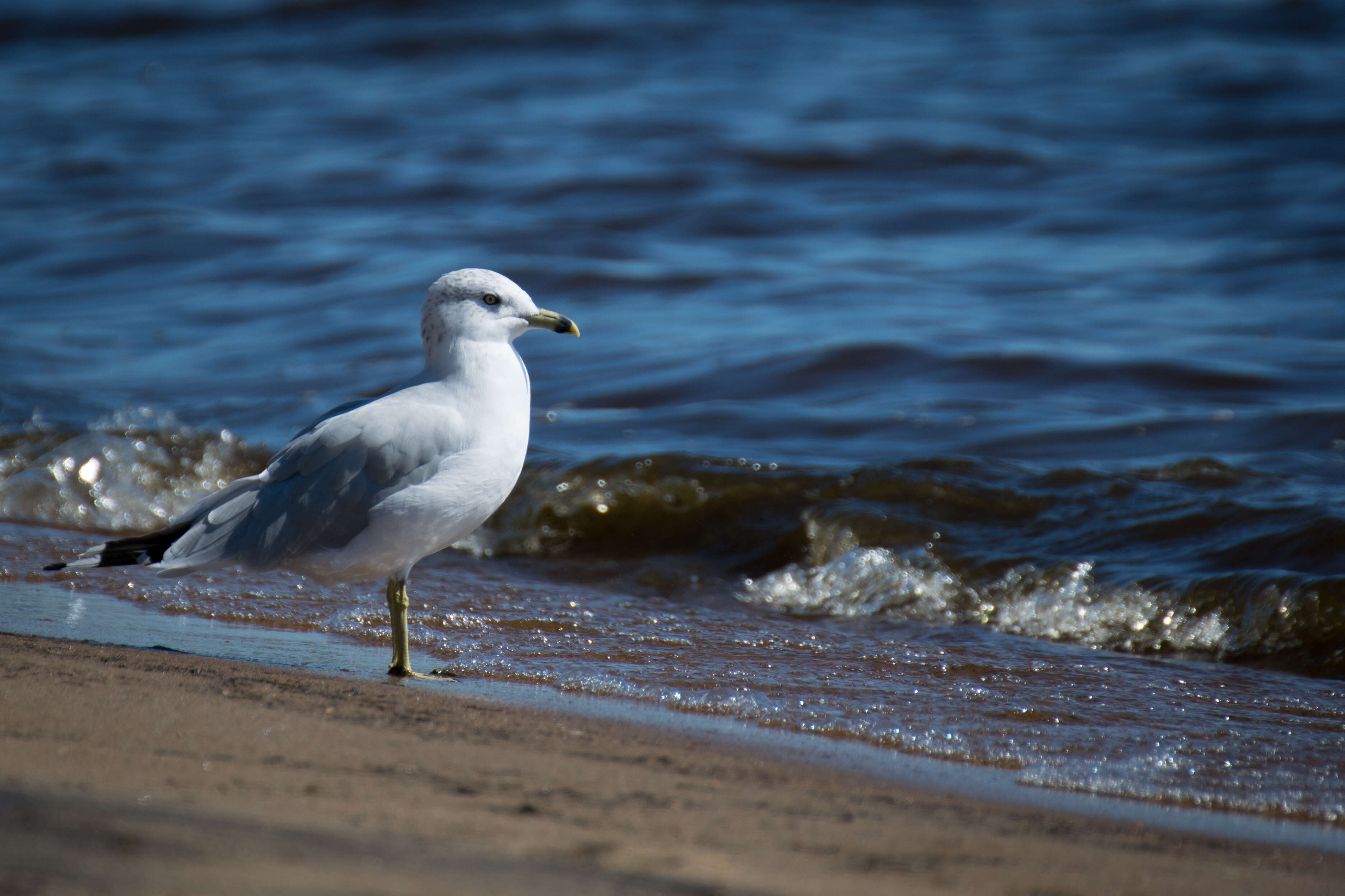 Image of Ring-billed Gull