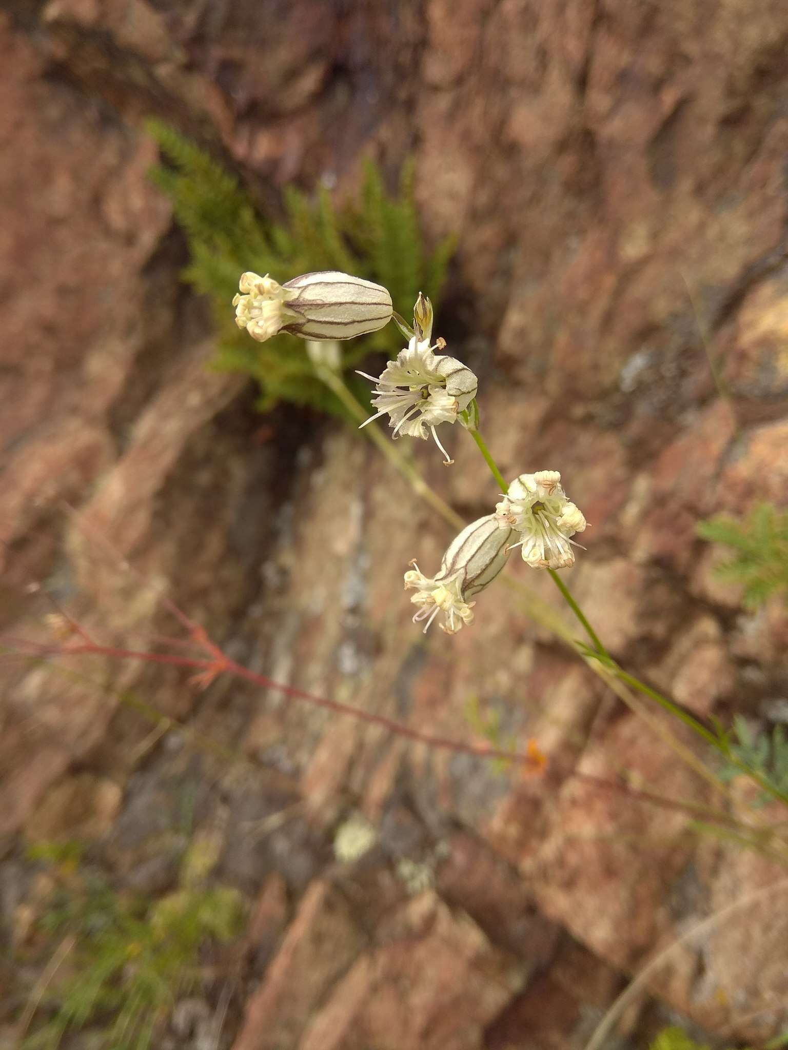 Image of <i>Silene jeniseensis</i>