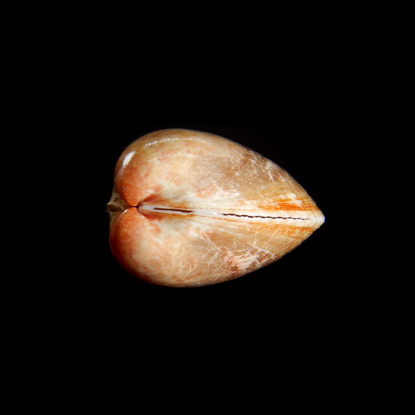 Image of Norway cockle