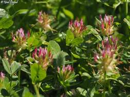 Imagem de Trifolium spumosum L.