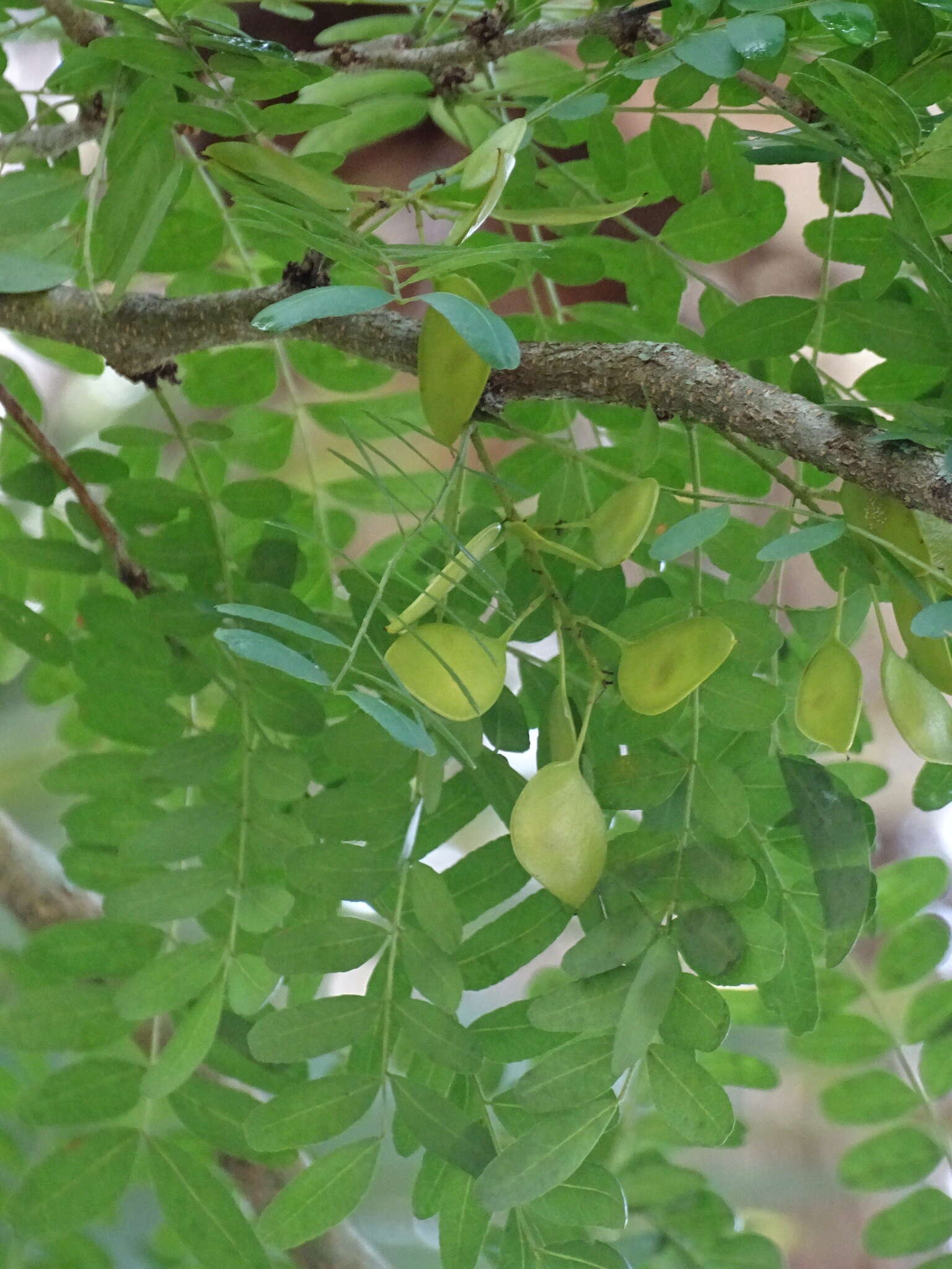 Image of water locust