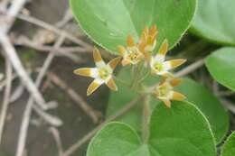 Image of Anisotoma cordifolia Fenzl