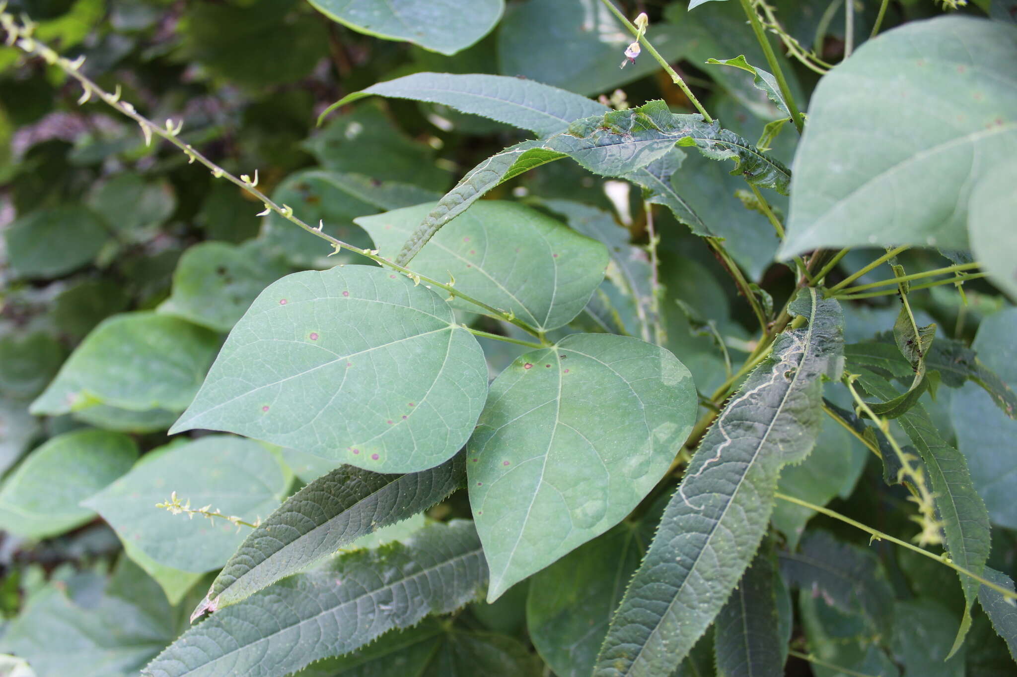 Image of Thicket Bean