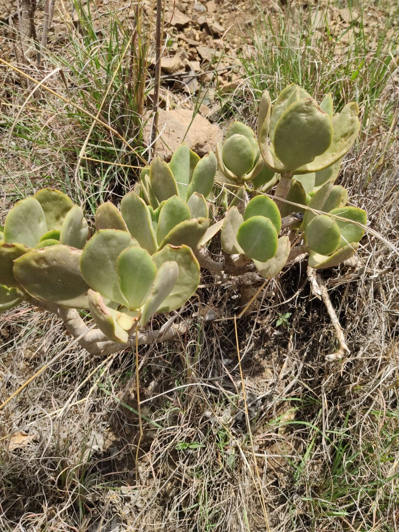 Imagem de <i>Cotyledon <i>barbeyi</i></i> var. barbeyi