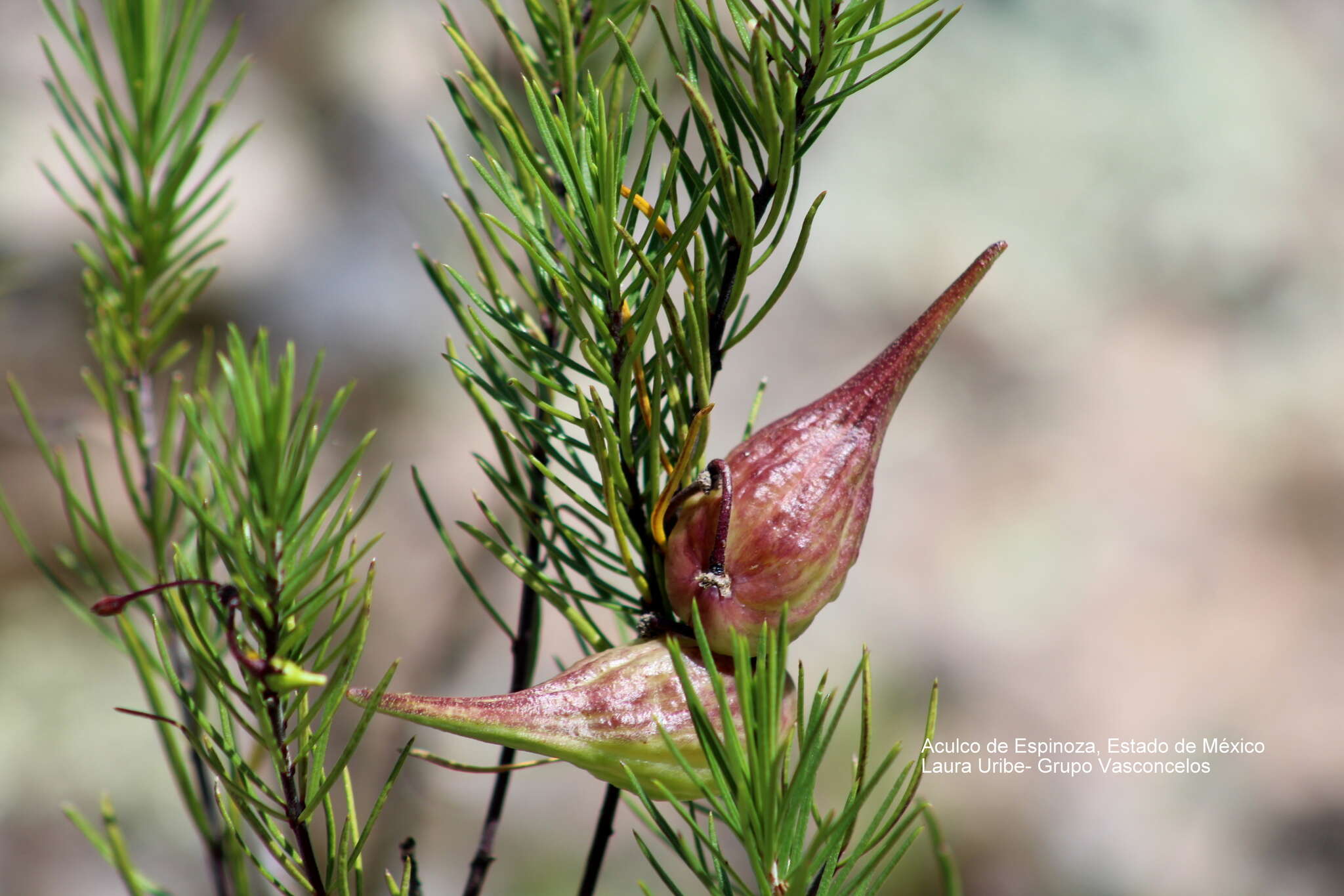 Image of pineneedle milkweed