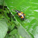 Image of Nicrophorus (Nicrophorus) scrutator (Blanchard & É. 1842)