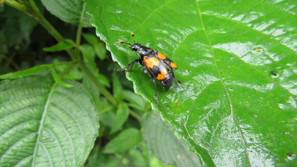 Image of Nicrophorus (Nicrophorus) scrutator (Blanchard & É. 1842)