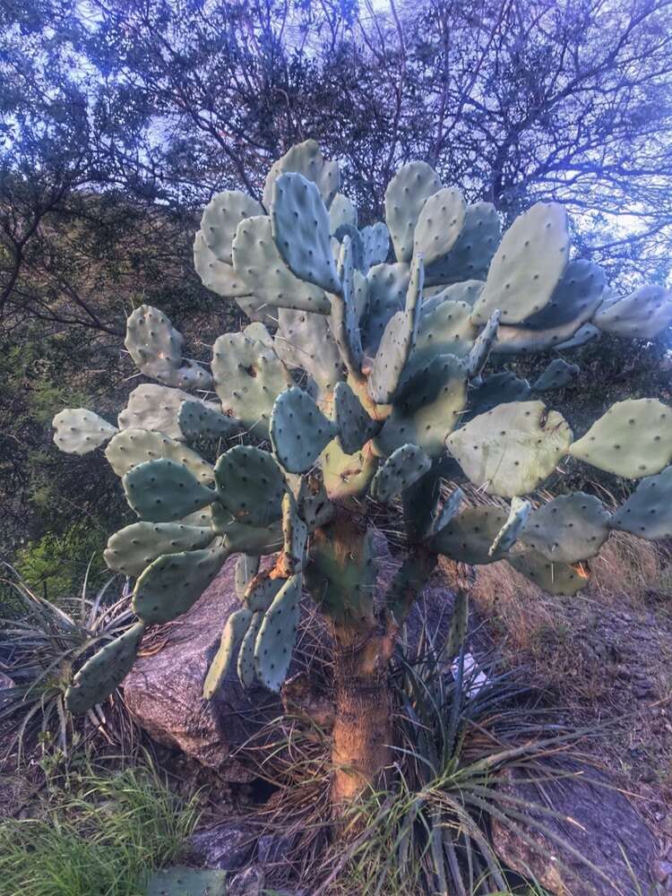 Image of Opuntia quimilo K. Schum.