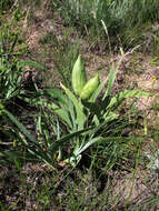 Image of Iris scariosa Willd. ex Link