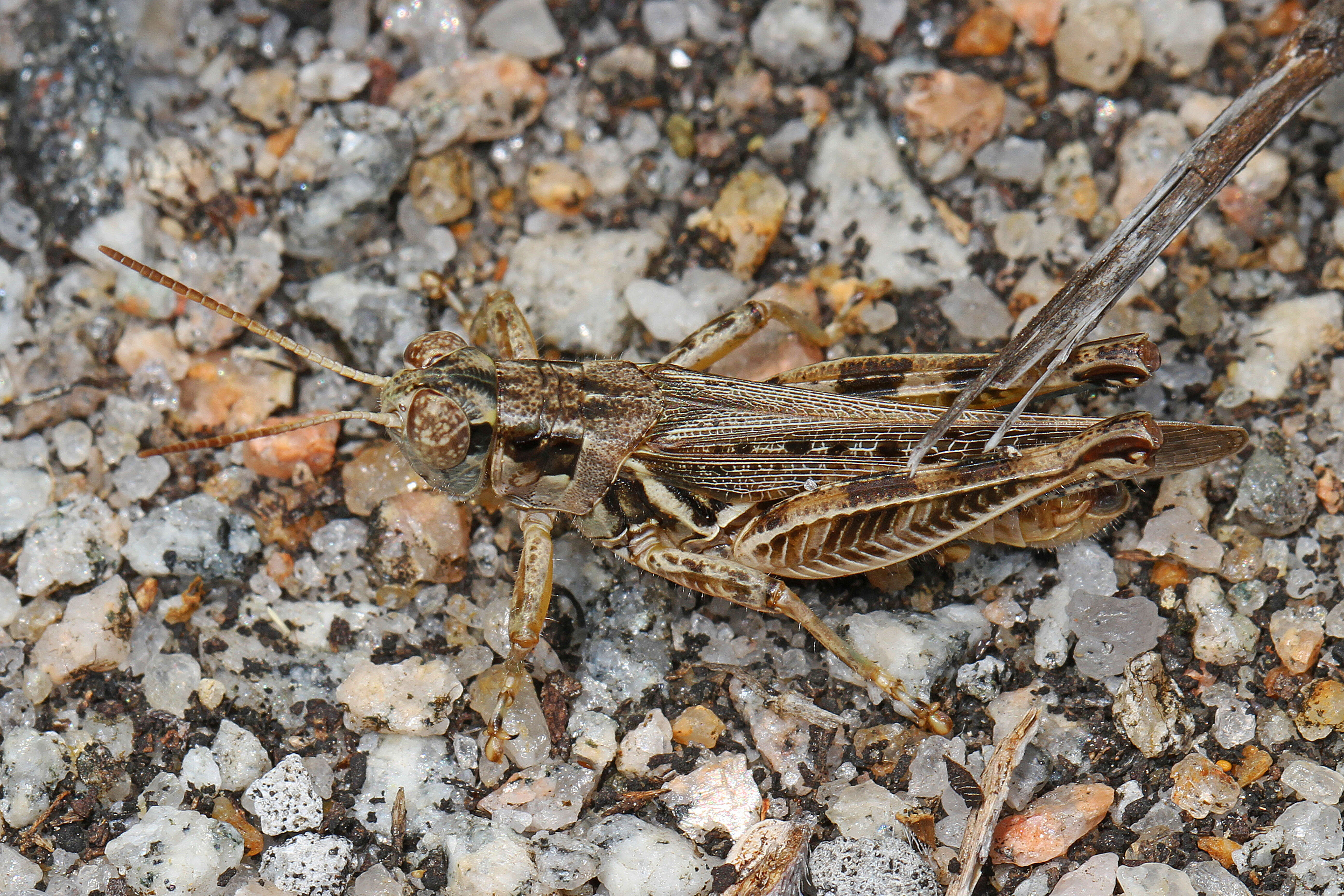 Image of Two-spined Spur-throat Grasshopper