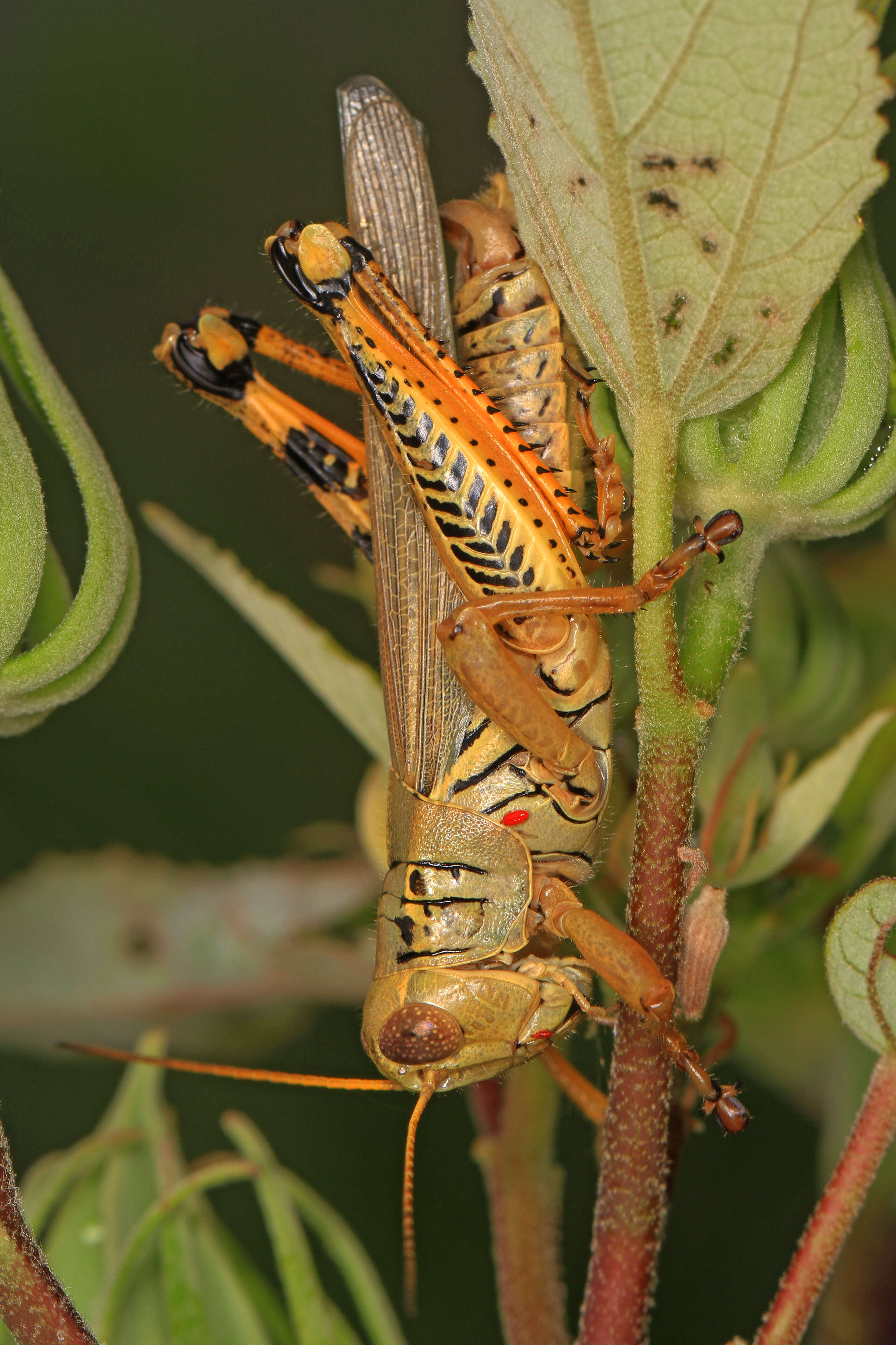 Image of Differential Grasshopper