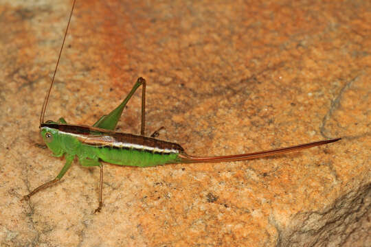 Image of Straight-lanced Meadow Katydid