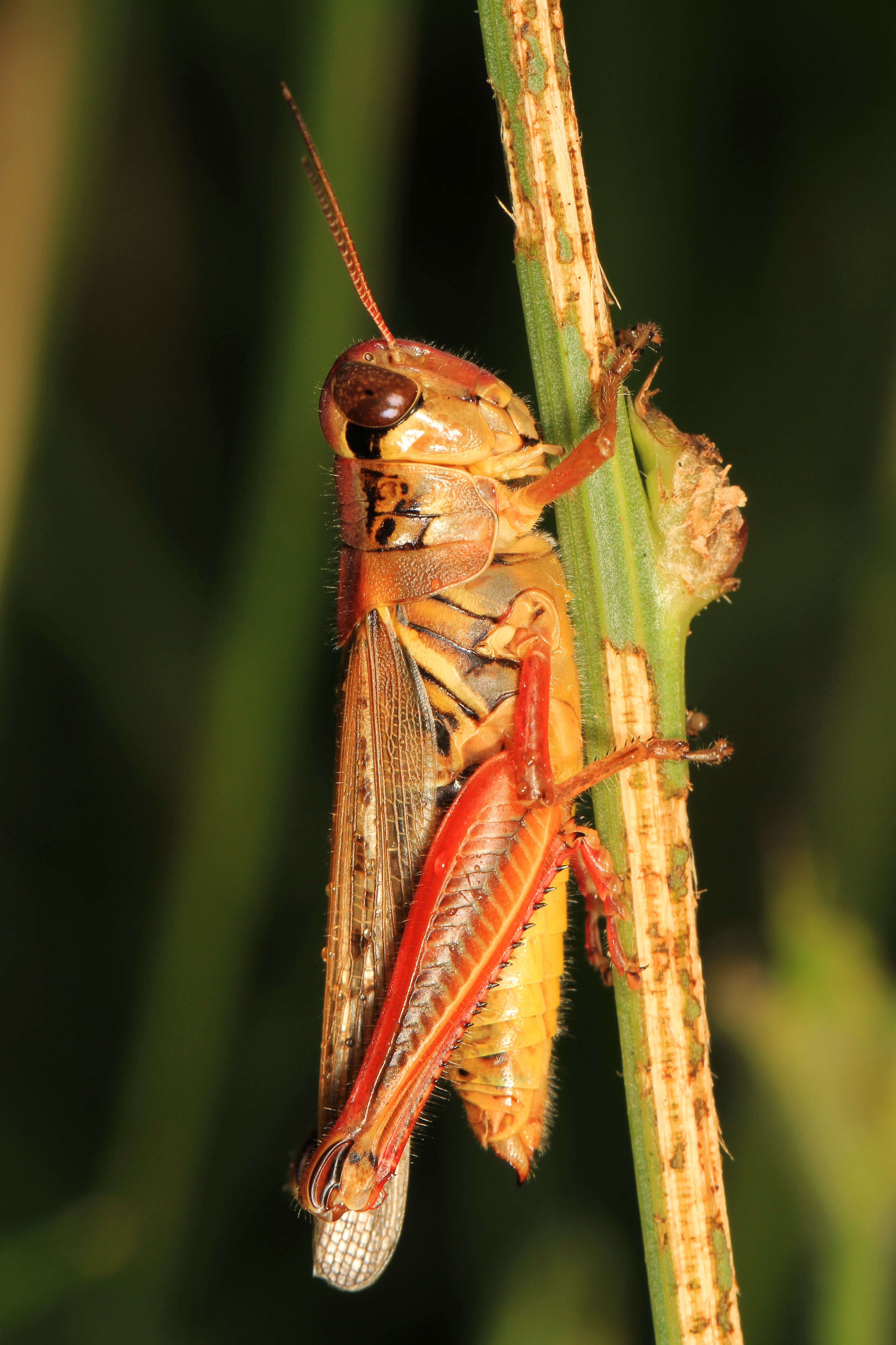 Image of Red-legged Grasshopper