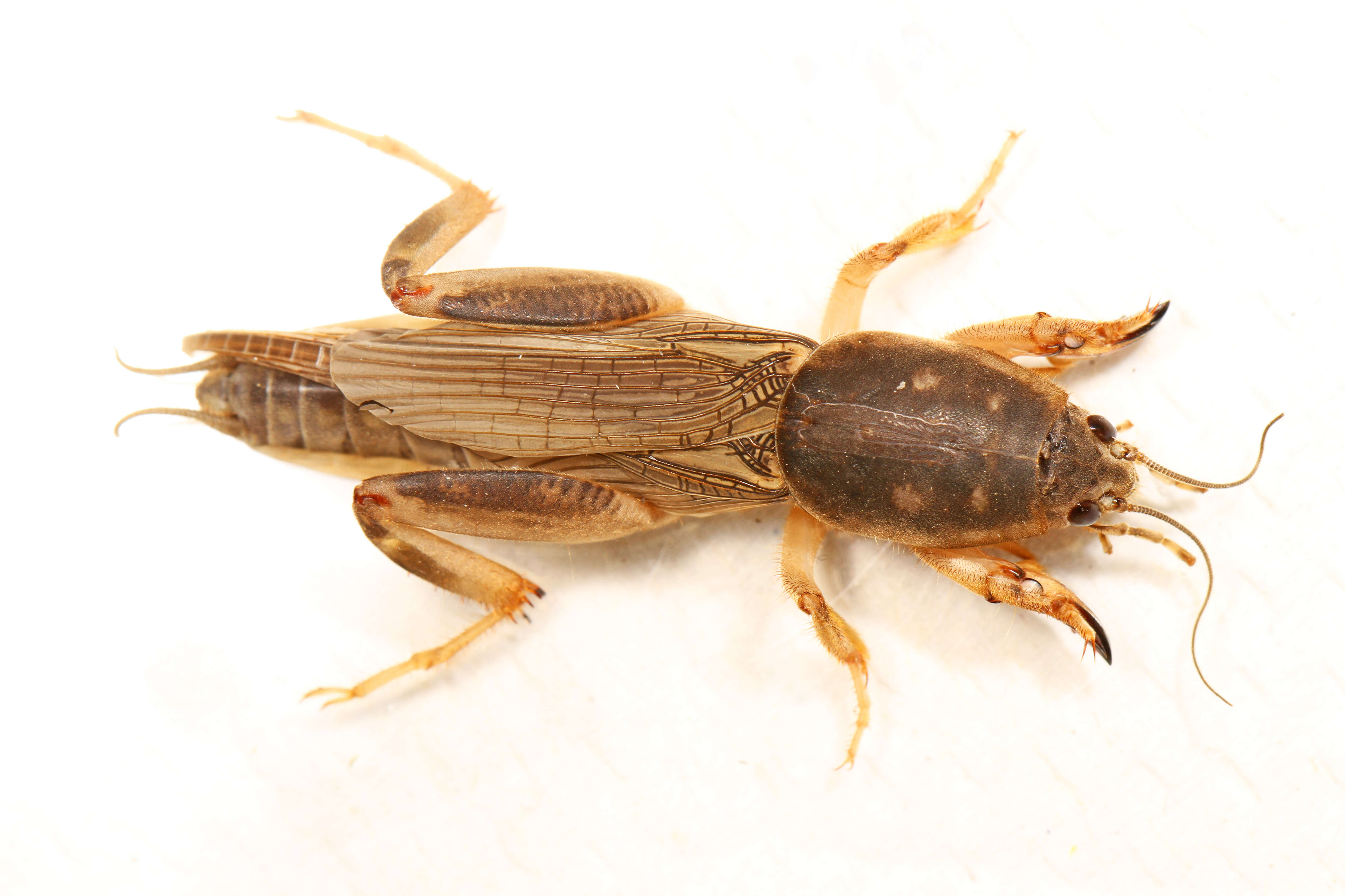 Image of Southern Mole Cricket