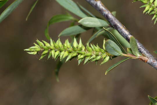 Image of Salix subfragilis Anderss.