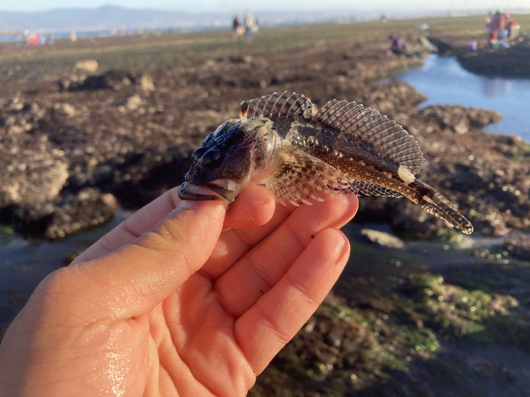 Image of Round-nosed sculpin