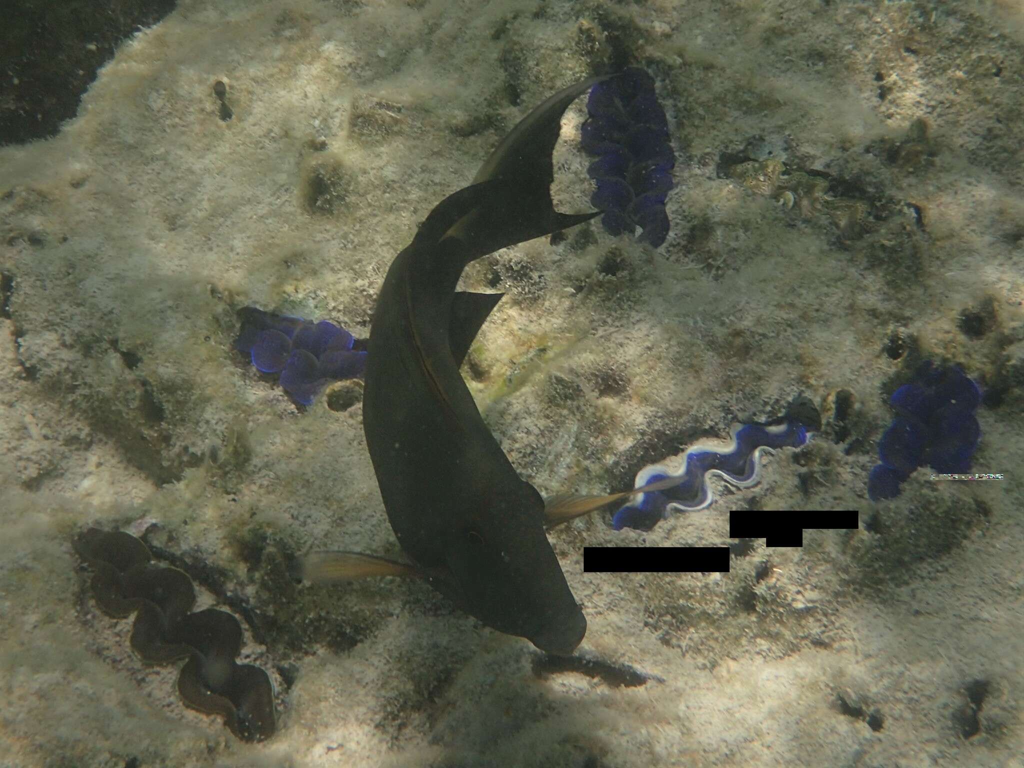 Image of Bristle-toothed Surgeonfish