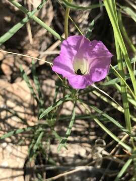 Image of Huachuca Mountain morning-glory