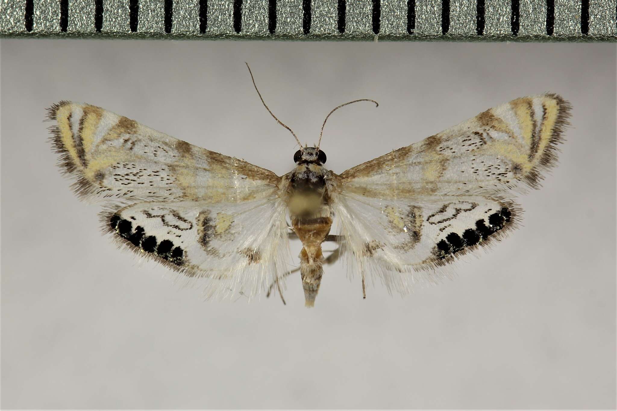 Image of Petrophila kearfottalis Barnes & McDunnough 1906