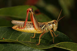 Image of Red-legged Grasshopper