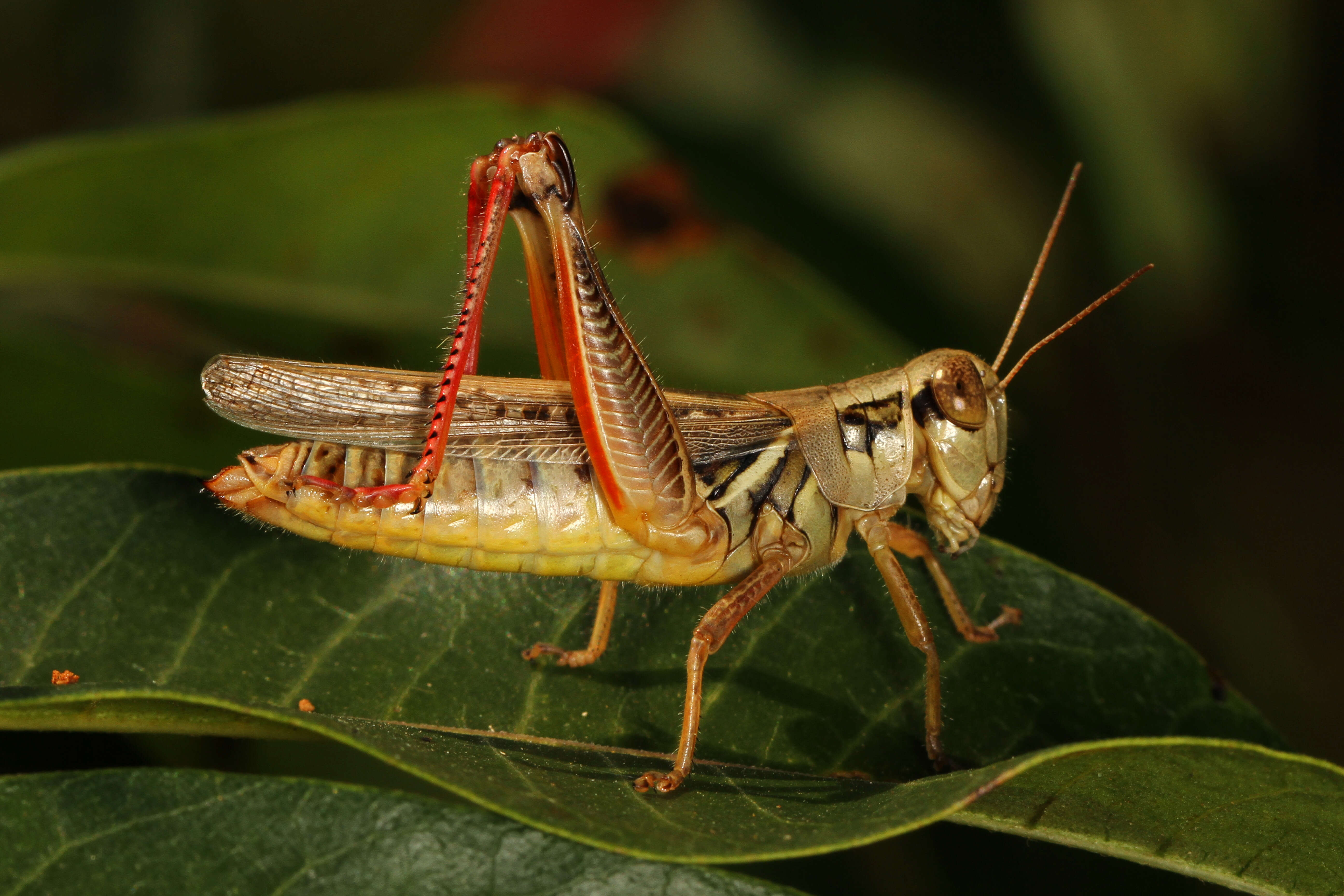 Melanoplus femurrubrum (De Geer 1773)的圖片