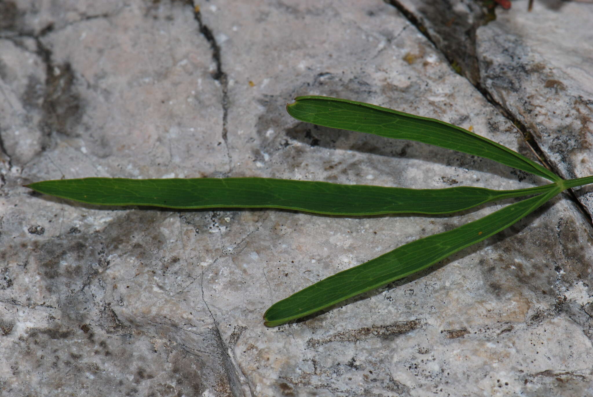 Imagem de Laserpitium peucedanoides L.