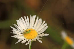 Image of Common Meadow Katydid