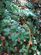 Image of fuchsia begonia