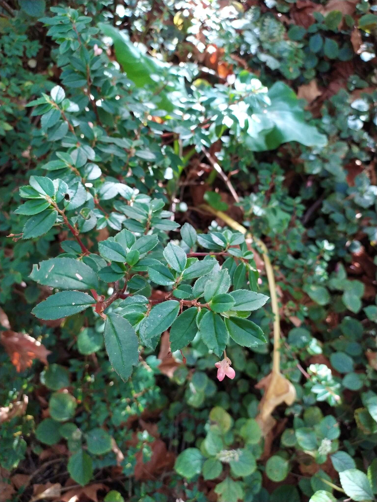 Image of fuchsia begonia